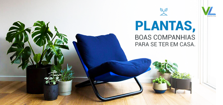 Plantas, boas companhias para se ter em casa